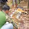 Pekerja Tanaman Tewas Diterkam Harimau Sumatera di Riau