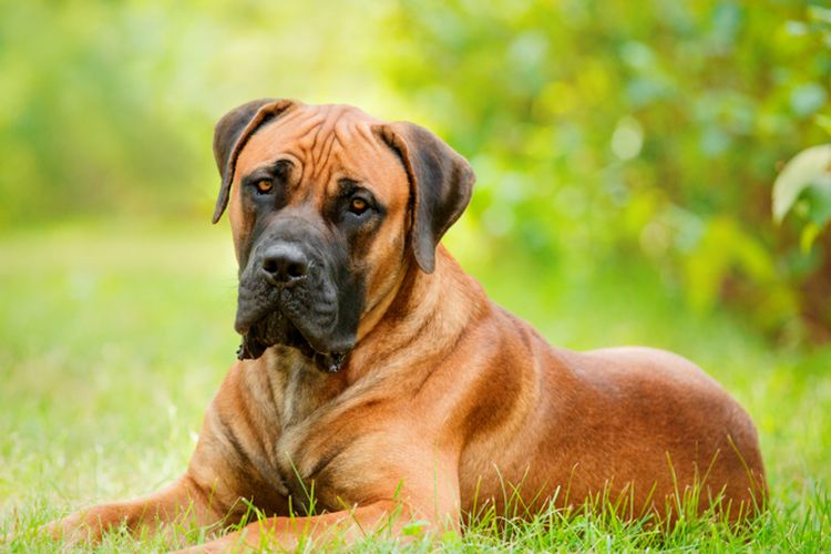Ilustrasi anjing Boerboel yang menjadi salah satu anjing paling galak di dunia.