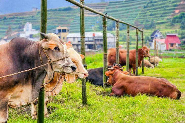 Misteri Sapi yang Hilang di Tanah Merah Bangkalan, Ditemukan di Semak Usai K9 Terjun ke Lokasi