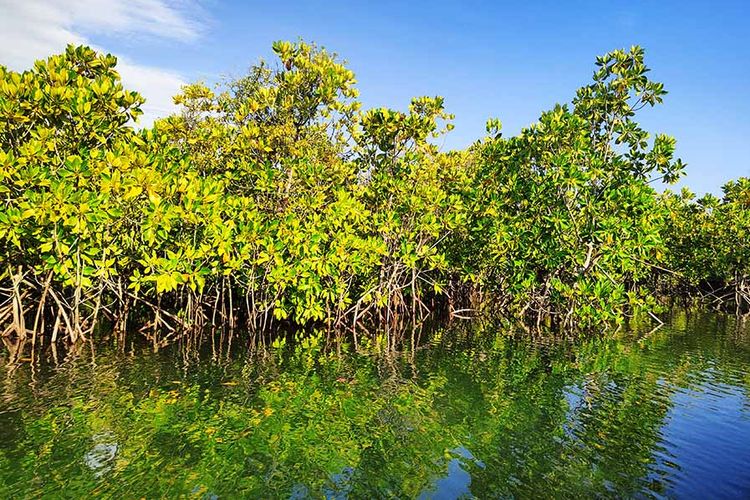 Ilustrasi mangrove.