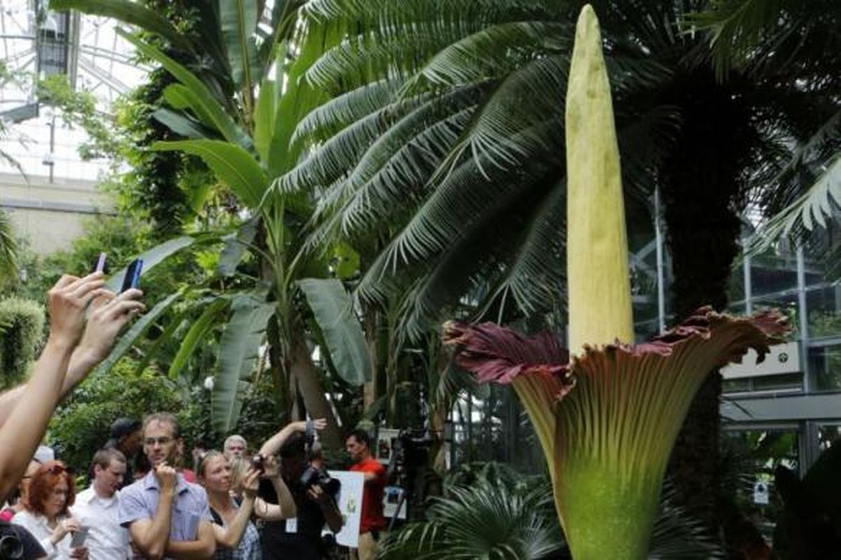 Para wisatawan mengambil gambar bunga bangkai titan arum (Amorphophallus titanum) di Kebun Botani AS di tahun 2013.