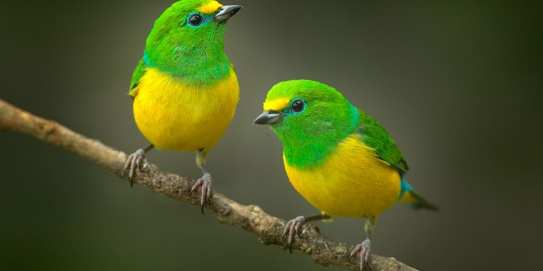 4 Penyebab Burung Berkicau, dari Berkomunikasi sampai Ingin Pacaran Halaman all - Kompas.com