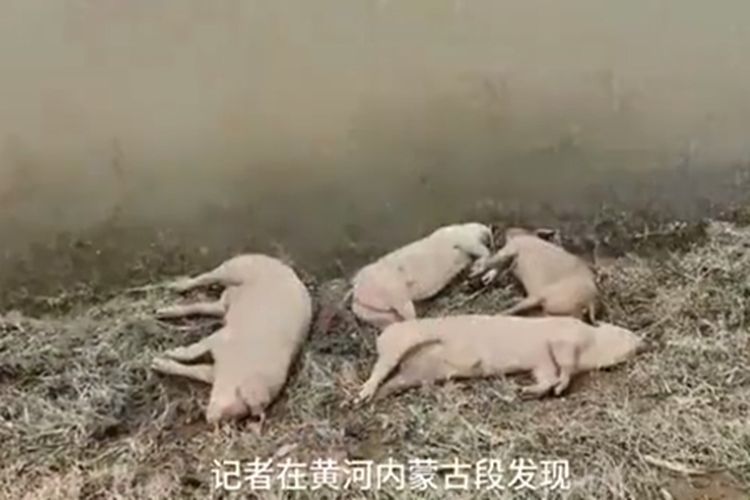 Tangkapan layar dari video situsweb Banyuetan, yang memperlihatkan babi-babi mati mengambang di Sungai Kuning, kota Ordos, Mongolia Dalam, China, pada Senin (22/3/2021). Puluhan babi ditemukan mati dan penyebabnya tak diketahui.
