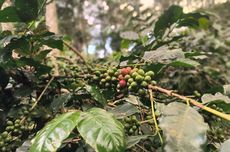 30 Link Download Poster Hari Ayah Nasional di Canva