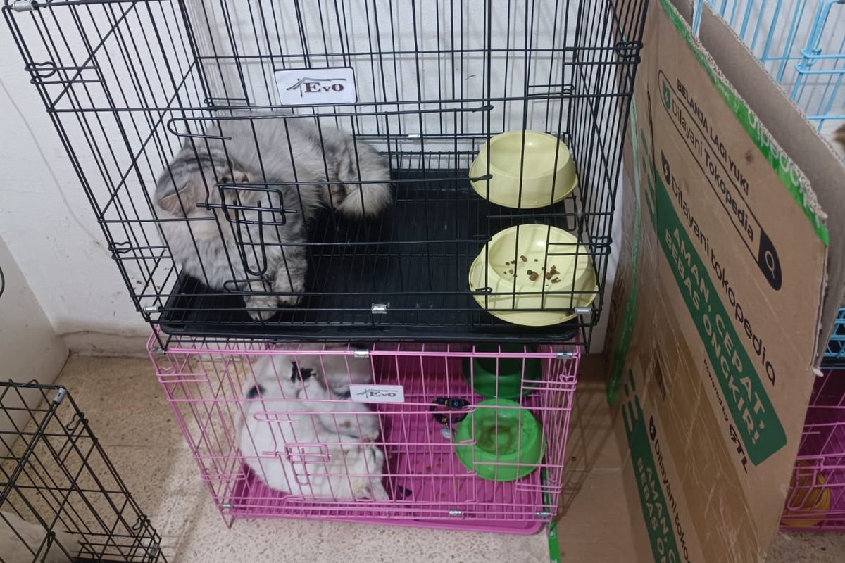 Situasi penitipan hewan di Room V Petshop & Clinic Pondok Kopi, Duren Sawit, Jakarta Timur, Selasa (9/4/2024).