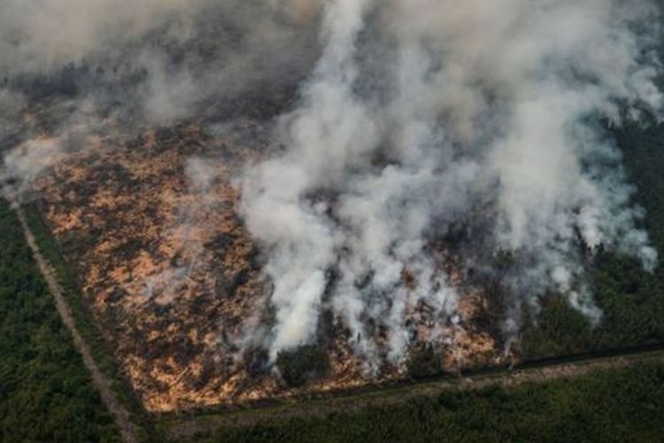 Sebuah kawasan hutan di Kalimantan Tengah terbakar, 14 September 2019. 