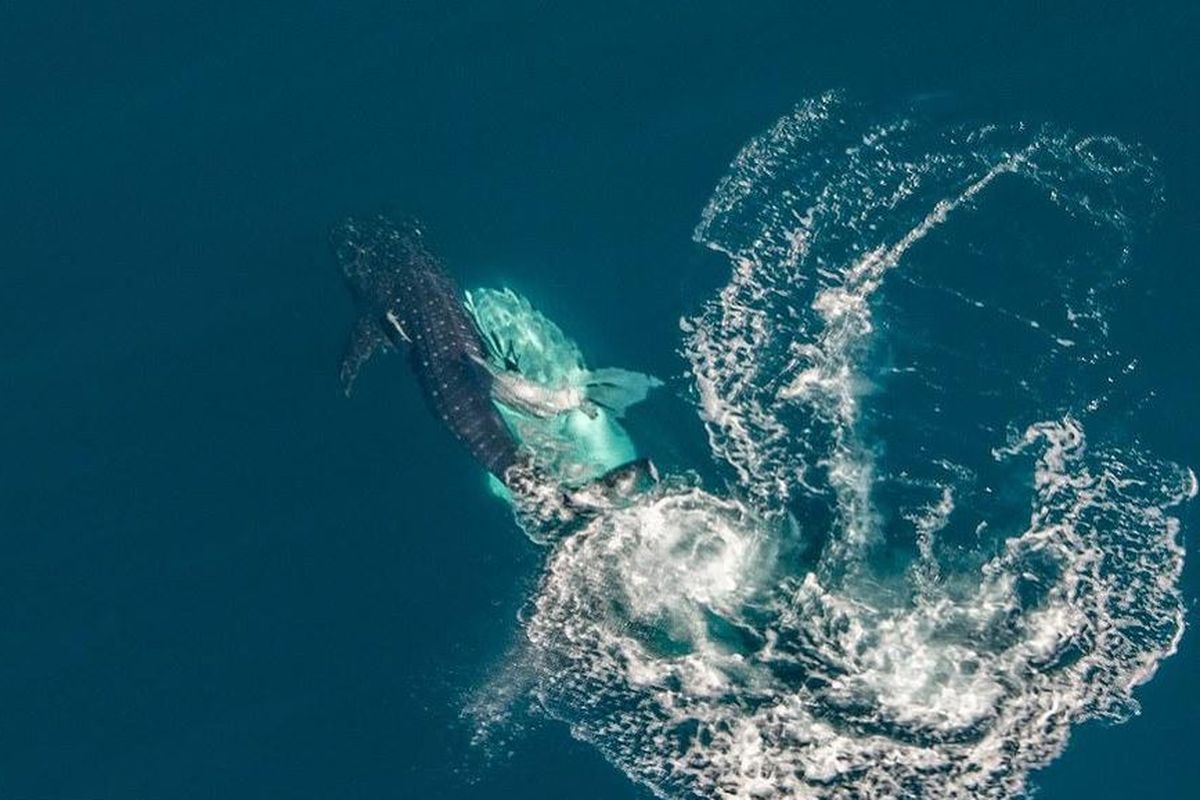 Peneliti berhasil merekam Hiu Paus yang sedang kawin di Ningaloo Reef Australia.