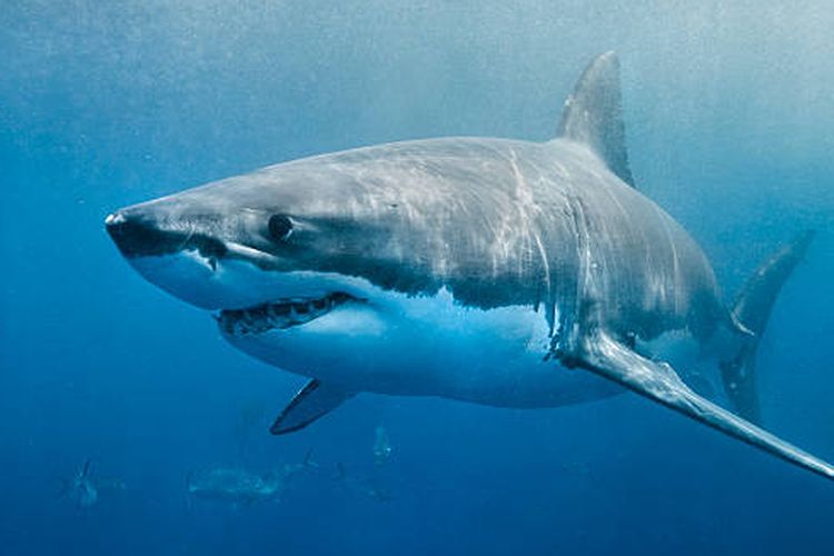 Warganet sebut hiu akan tidur telentang layaknya manusia jika tak terancam musuh.