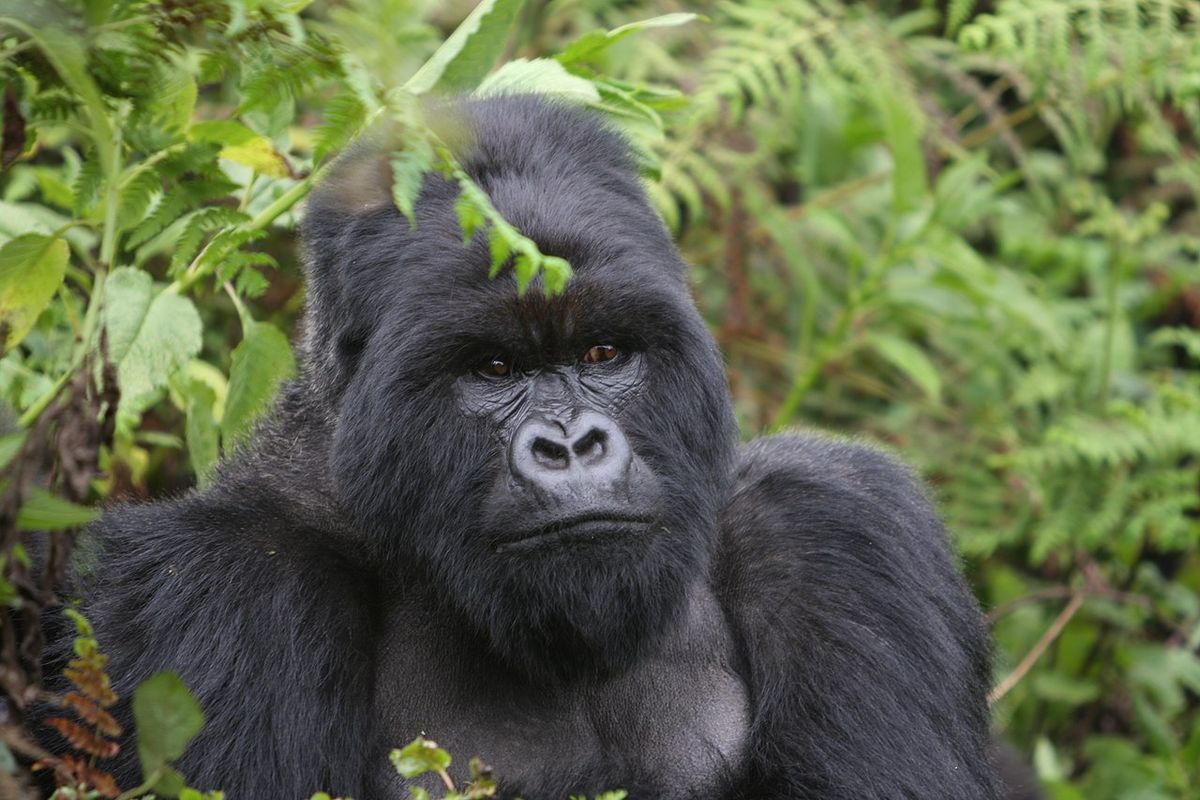 Gorila gunung Afrika. Gorila gunung adalah spesies primata terbesar atau kera terbesar di dunia. Spesies gorila Afrika ini merupakan spesies terancam punah.
