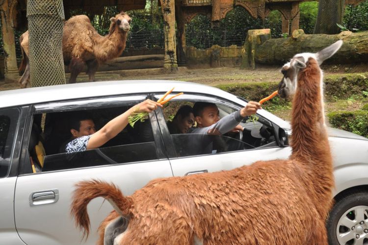 Sejumlah pengunjung sedang memberi makanan ke satwa di Taman Safari Indonesia, Puncak, Bogor, Jawa Barat, Rabu (15/11/2017).