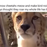 Tergolong Kucing Besar, Mengapa Cheetah Tidak Mengaum tapi Mengeong dan Bersuara seperti Burung?