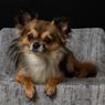 Mengenal Chihuahua, Ras Anjing Terkecil di Dunia