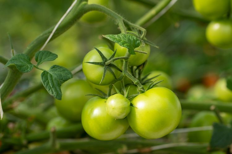 Ilustrasi tanaman tomat gagal matang atau masih hijau.