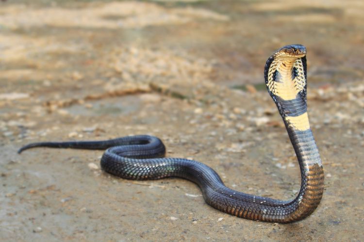Ular king cobra (Ophiophagus hannah). Ular King Cobra salah satu reptil yang terancam punah.