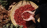 Menjaga Momentum Kopi Indonesia di Tengah Gejolak Global