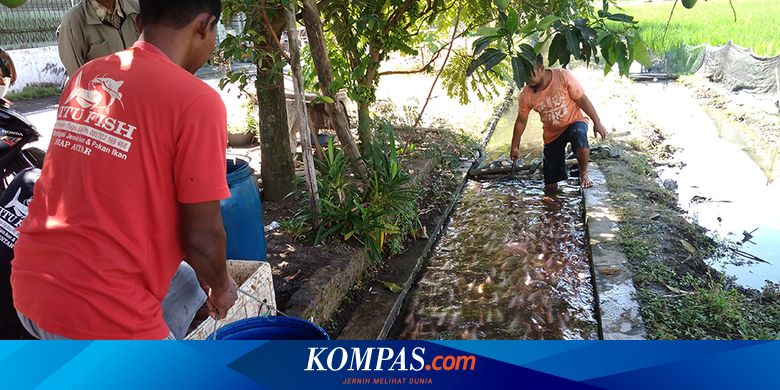Di Desa Ini Selokan Sampah Disulap Jadi Berair Jenih Dan Penuh Ikan