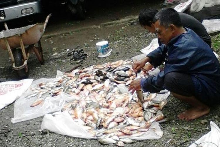 Petani tambak ikan di Danau Ngebel menjual ikan dengan harga murah lantaran banyak ikan yang mati akibat tercemar belerang di danau itu. 