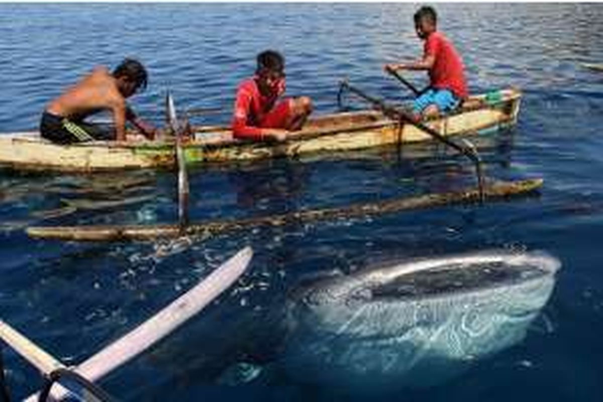 Kevin (12) dan dua temannya memberi makan hiu pas di Desa Batumarani, Kabila Bone, Kabupaten Bone Bolango. Ikan hiu besar ini sangat jinak dan biasa bermain dengan anak-anak nelayan.