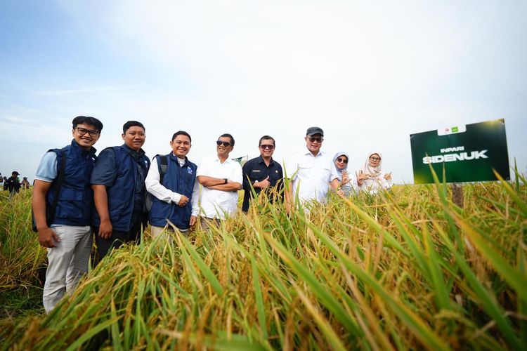 Benih Padi Hasil Mutasi Iradiasi Nuklir BRIN Siap Diproduksi Industri