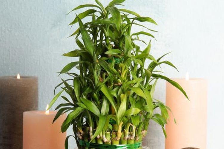 Ilustrasi tanaman hias lucky bamboo atau bambu keberuntungan.