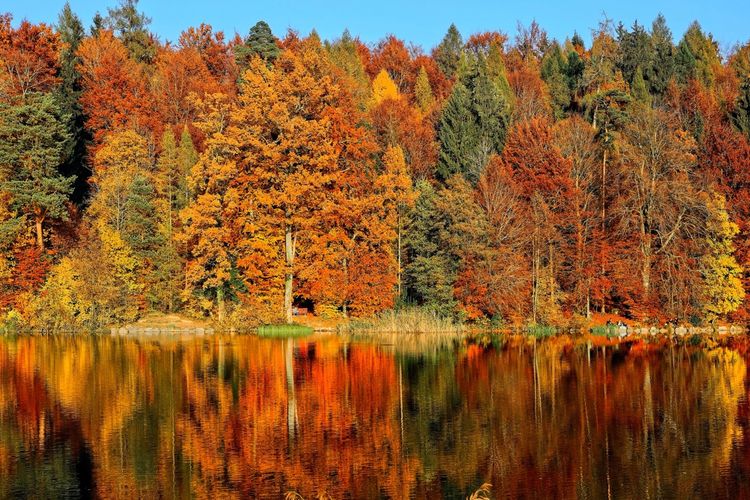 Ilustrasi mengapa daun bergantu warna saat musim gugur.
