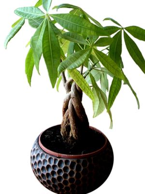 6 Tanaman Hias Indoor yang Mudah Dirawat, Cocok untuk ...