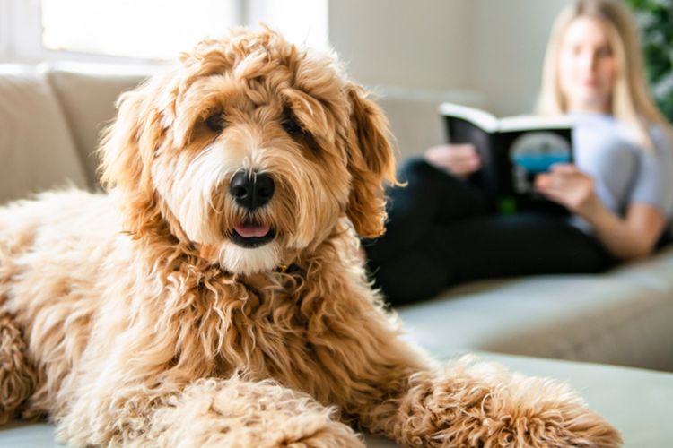 Ilustrasi anjing Labradoodle di dalam rumah bersama pemiliknya. 