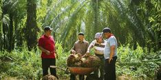 Lewat Program PSR, Sinar Mas Agribusiness and Food Berusaha Tingkatkan Produktivitas Sawit Petani