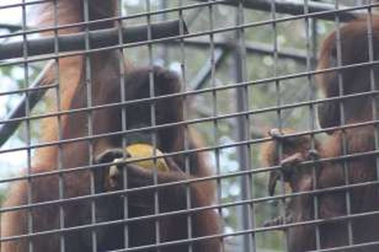 Orangutan di Pusat Program Reintroduksi Orangutan Yayasan Borneo Orangutan Survival (BOS) Nyaru Menteng, Palangkaraya, Kalimantan Tengah, Kamis (18/2/2016) sedang makan buah di kandangnya.