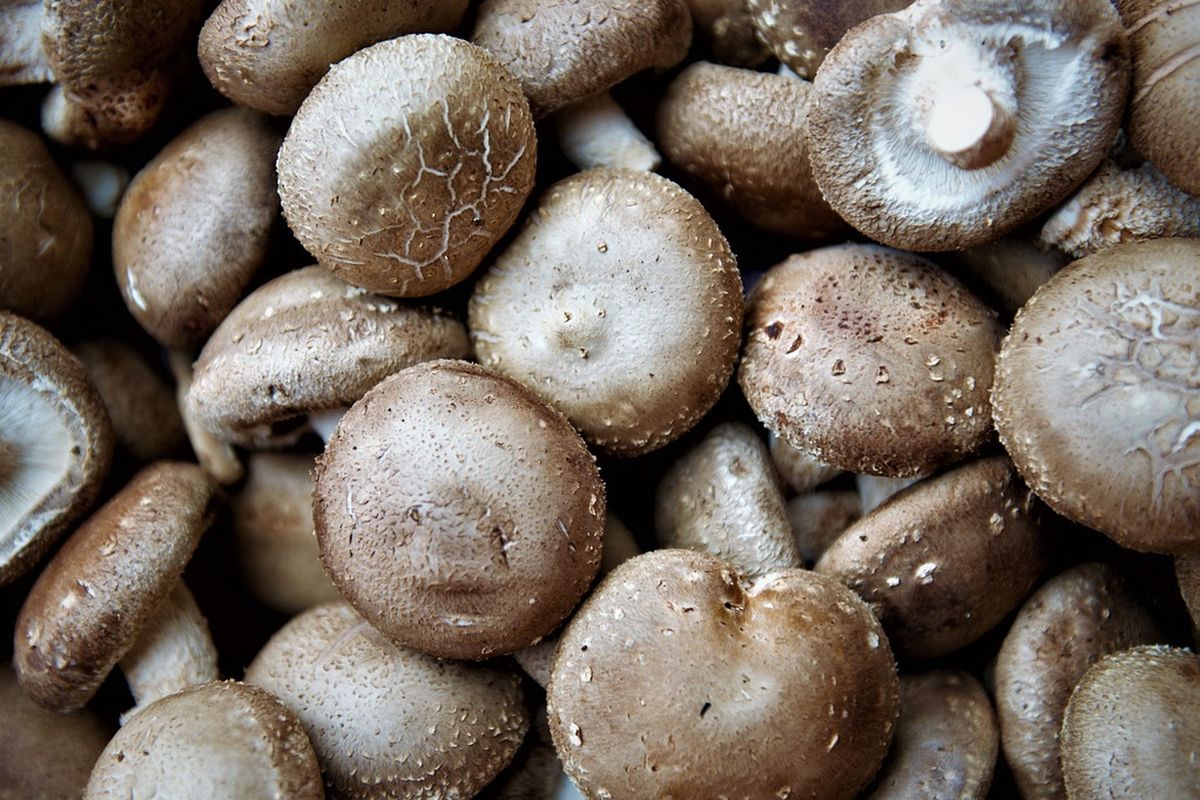 Ilustrasi jamur merang