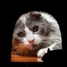 Benarkah Memelihara Kucing Bisa Mengusir Tikus? Ini Penjelasannya Secara Sains