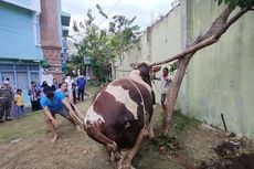 Detik-detik Sapi 1 Ton Milik Bupati Cirebon Mengamuk, 2 Orang Diseruduk