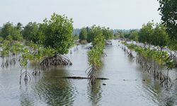 Manfaat Rehabilitasi Mangrove untuk Kesejahteraan Masyarakat Lewat Silvofishery 