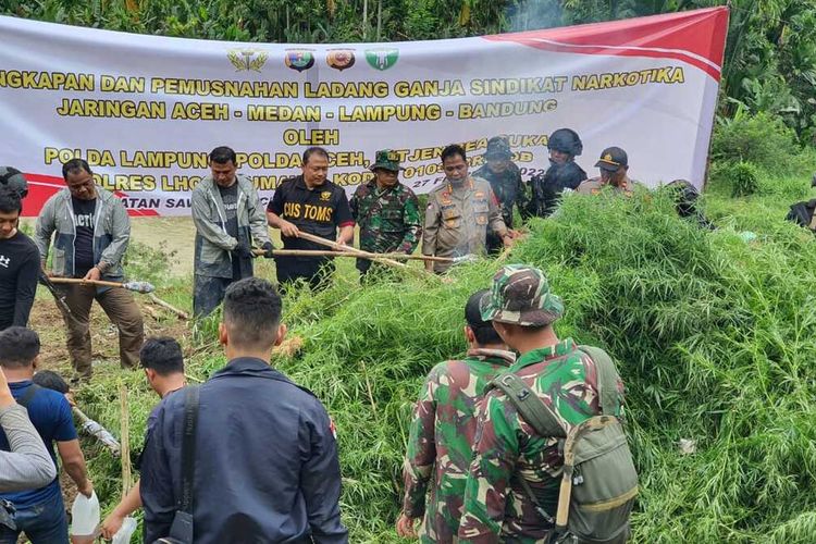 Penemuan dan pemusnahan ladang ganja oleh Satgas Siger Polda Lampung di Kabupaten Aceh Utara