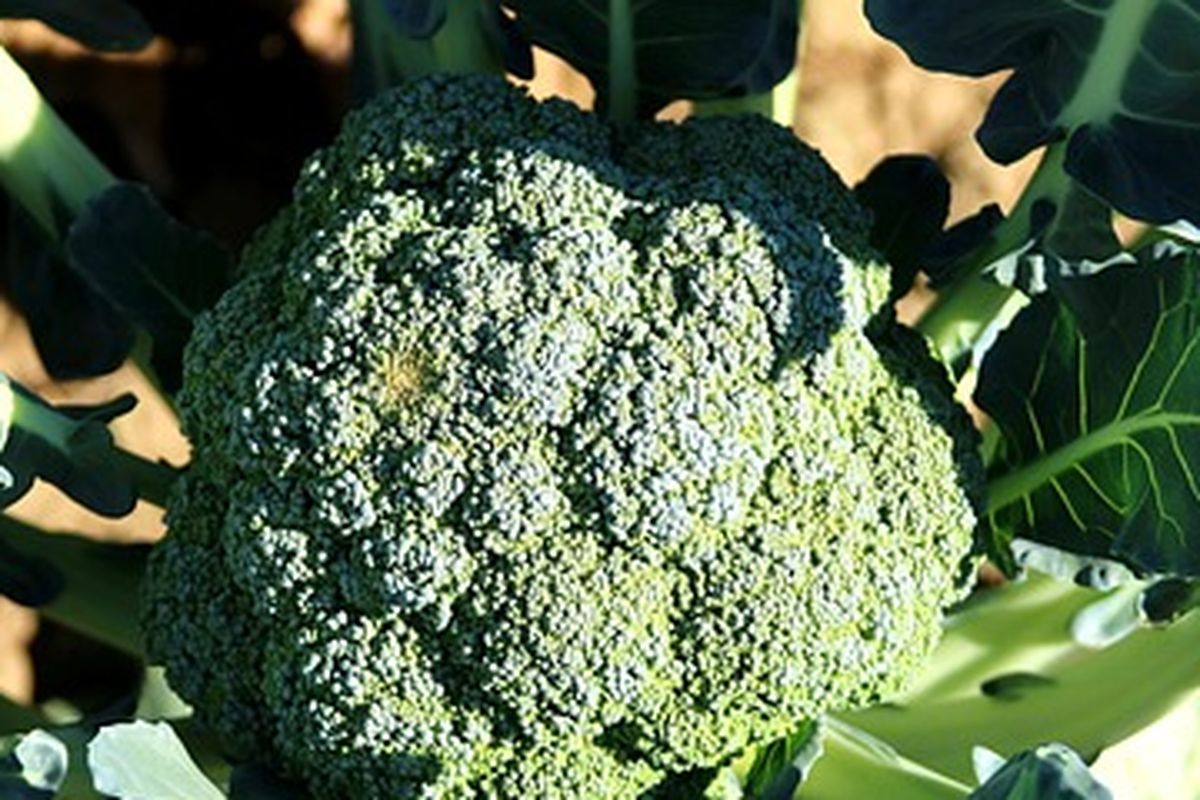 Tanaman brokoli