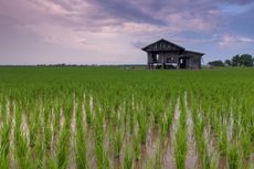 BPN Verifikasi 67.774 Hektar Lahan Sawah Dilindungi di Provinsi Bali
