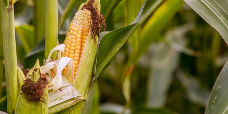 Jarang Diketahui, Ini 7 Khasiat Jagung untuk Kesehatan Tubuh