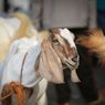 Tradisi Kaul dan Abda'u, Prosesi Penyembelihan Kambing Saat Idul Adha di Tulehu