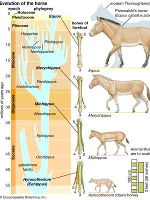Ilustrasi evolusi kuda