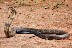 Mengenal Ular King Cobra, Ular Berbisa Terpanjang di Dunia