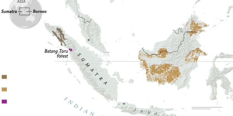 Persebaran Orangutan Sumatera, Kalimantan, dan Tapanuli. Warna coklat tua: Orangutan Sumatera (Pongo abelii); coklat muda: Orangutan Kalimantan (Pongo pygmaeus); ungu: Orangutan Tapanuli (Pongo tapanuliensis).
