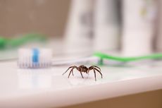 6 Cara Membasmi Laba-laba dari Rumah Tanpa Racun, Apa Saja?