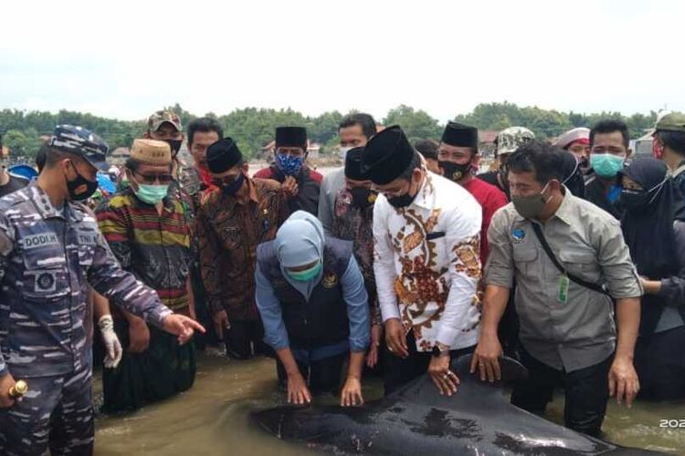 Gubernur Jawa Timur, Khofifah Indar Parawansa dan Bupati Bangkalan, Abdul Latif Imran saat melihat langsung kondisi paus yang terdampar di perairan Modung, Kabupaten Bangkalan, Jumat (29/2/2021).