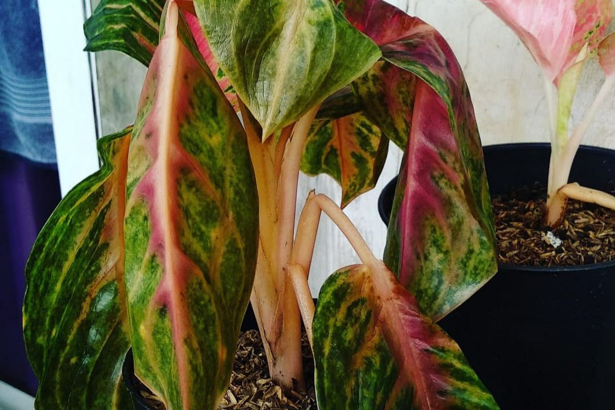 Aglonema layu