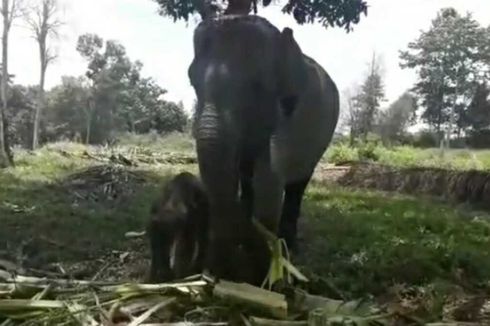 Gajah Betina yang Terluka Parah akibat Jerat Akhirnya Melahirkan 