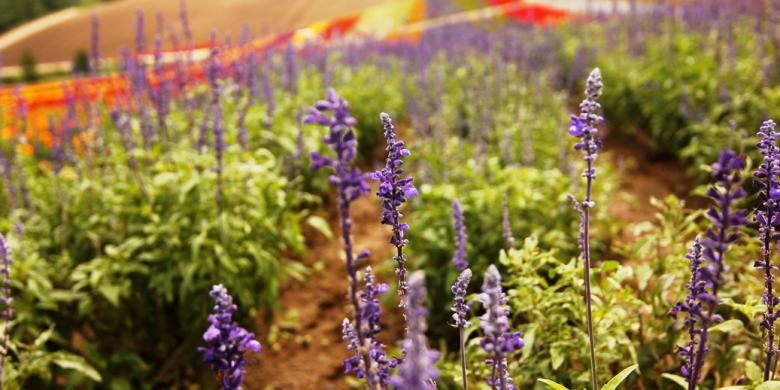 Kebun bunga Shikisai-no-Oka di Hokkaido, memiliki puluhan koleksi bunga yang mekar selama musim panas. 