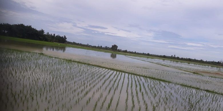 Litbang Kementan merupakan penghasil benih unggul dan berkualitas yang bermanfaat bagi masyarakat.