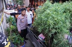 Aci Kaget Rumahnya Tiba-tiba Digerebek Polisi, Ternyata Adiknya Berkebun Ganja di Atap