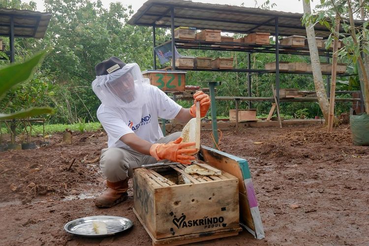 Salah satu peternak madu dari Kelompok Tani Hutan (KTH) Alam Roban tengah memanen madu dari sarang lebah apis cerna. 