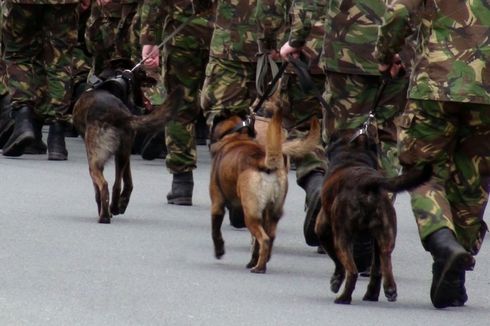 38 Anjing Militer Dieutanasia dalam 6 Bulan, Kemenhan Inggris Dikecam